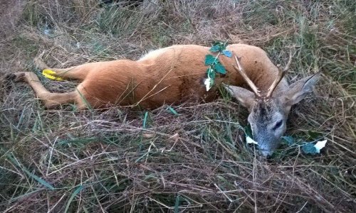 Egy vadászfeleség elejtett bakja