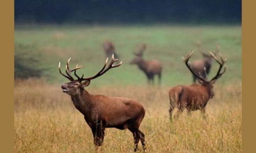 Nonstop vadászkvíz III. rész