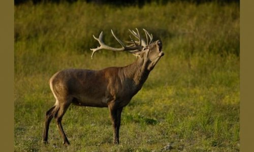 Nonstop vadászkvíz IV. rész