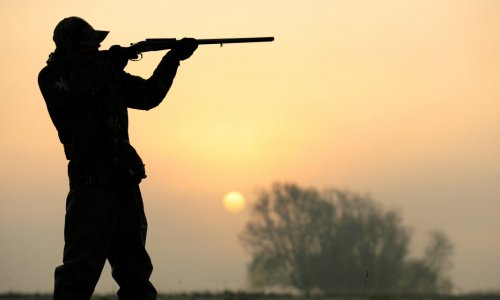 Mos érkezett: Feloldották a részleges vadászati tilalmat Budapesten