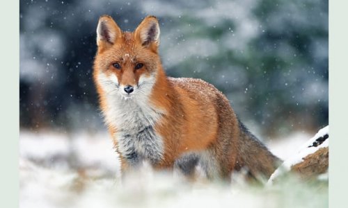 Nonstop vadászkvíz IX. rész