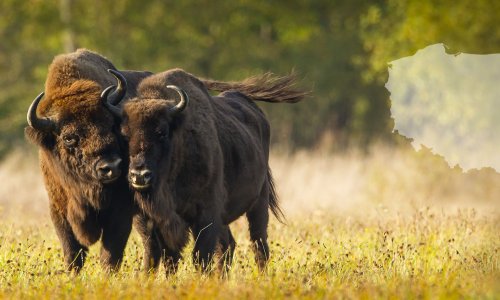 A bölények titkos élete