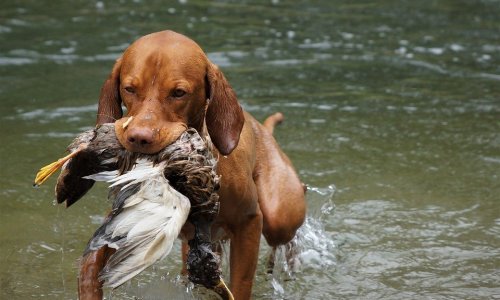 Egy kalappal vadászkutya kvíz