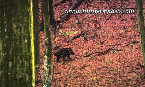 Schwarzwildfieber-Vaddisznóláz Németországban