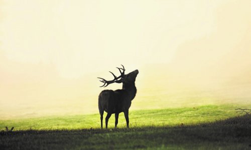 NONSTOP VADÁSZKVÍZ XI. RÉSZ