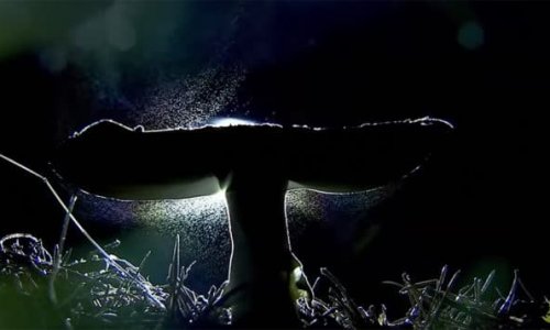 Nő mint a gomba… – gombák élete a születéstől