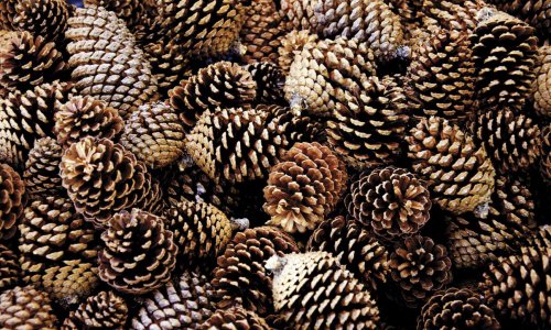 Senki nem értette, miért gyűjt össze ennyi tobozt ez a férfi, mikor meglátták mit készít belőlük, elállt a szavuk!