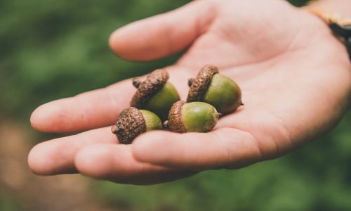 Csak egy aprócska makk, de rengeteg kreatív dolgot alkothatsz belőle