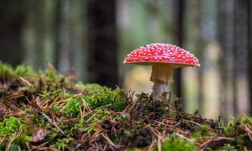 A nagy gomba kvíz – mennyire vagy képben a gombákkal?