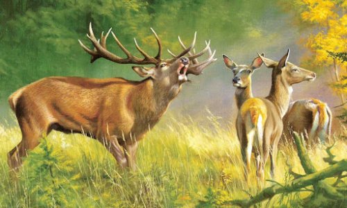 NONSTOP VADÁSZKVÍZ X. RÉSZ