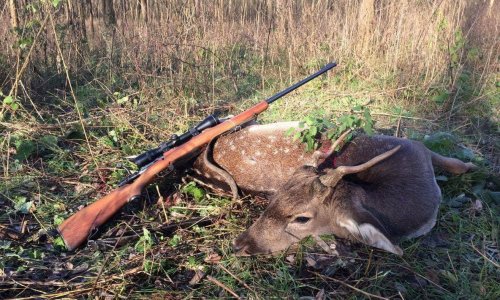 Az első dámbikám, amely igen csak váratott magára