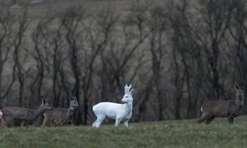 A vadász is lehet babonás,  vadászbabonák