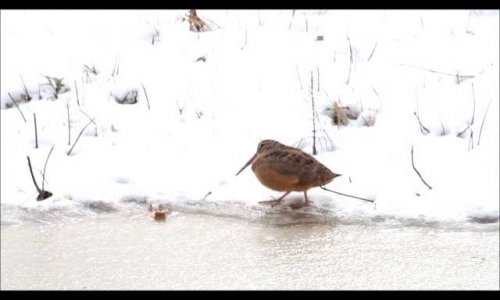Aligha láttál aranyosabb videót mint ami erről a táncoló szalonkáról készült