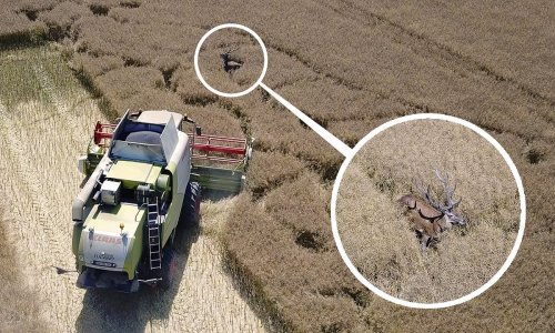 Hatalmas meglepetés érte a kombájn vezetőjét