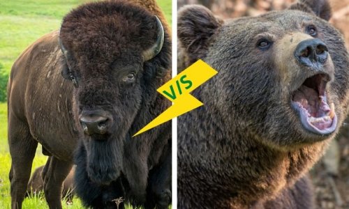 Videón örökítették meg egy grizzly és egy bölény gigászi csatáját