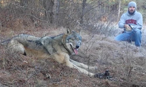 A vadász észreveszi a csapdába került farkast… ezen egy nagyon kockázatos lépésre szánja el magát