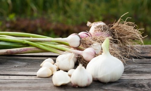 Mutatjuk, hogy nevelj kifogyhatatlan fokhagymát otthon!