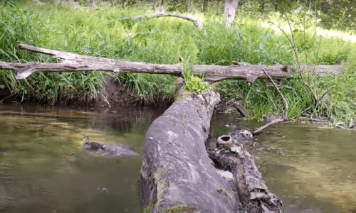Ez a férfi egy vadkamerát rakott a kidőlt fához, nem mindennapi képsorokat rögzített