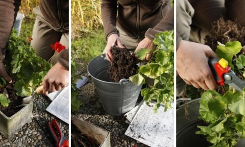 Neked sem élik túl a telet a muskátlijaid? Mutatjuk a bevált módszert, amit egy öreg kertész árult el