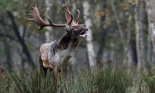 Folytatódnak az erdei szerelmek: pillanatok a dámszarvas nászából