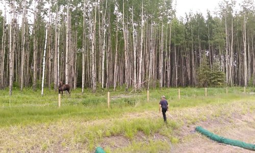 Furcsán kezd viselkedni a szarvas ezért a férfi közelebb megy hozzá – majd egy furcsa hangra figyel fel és rögtön cselekszik