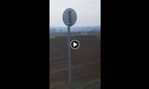 Főút mellett rohanó  hatalmas gímszarvas rudli Söréd határában