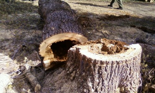 Neked is van egy korhadt fa a kertedben? Nem is gondolnád milyen szerencsés vagy!