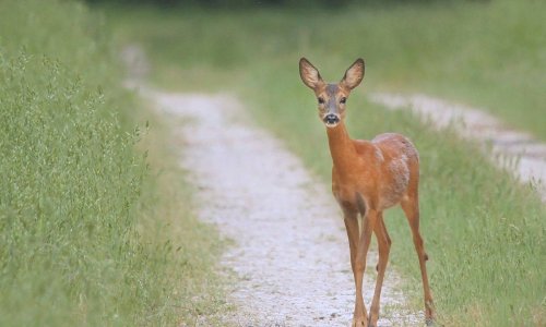 Elütötte,majd haza akarta vinni az őzet, nagyon megütötte a bokáját a férfi