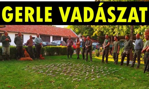 Szeptemberi Balkáni gerle vadászat – Kacsala Mihály beszámoló videója