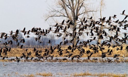 FONTOS VÁLTOZÁS! Október 22-től változik ennek vadfajnak a vadászati idénye, illetve az elejtési korlátozása is módosul