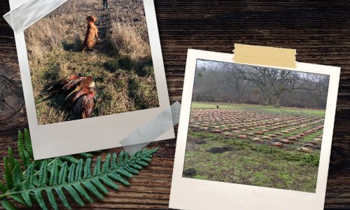 Fácánvadászati lehetőség Göllén, Fekete István szülőfalujának környékén…