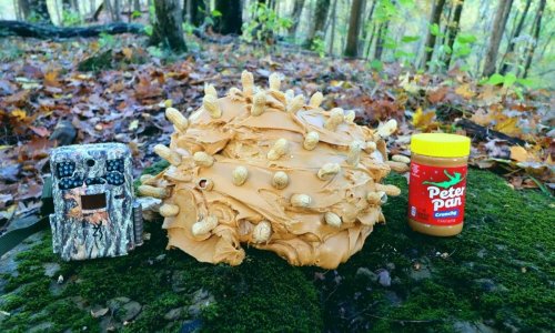 Ez a férfi az erdőben lerakott egy nagy kupac mogyoróvajat, majd elindította a vadkamerát