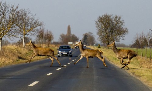 Meghozta a döntést az Alkotmánybíróság, változás várható a vadbalesetek ügyében