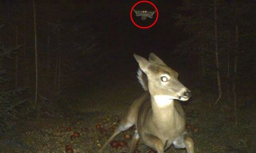 Vicces fotók, amely nem készülhettek volna el vadkamerák nélkül (garantált a nevetés)