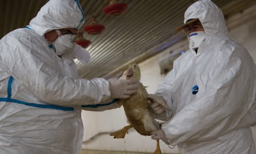 Most érkezett! Madárinfluenza: elrendelték a baromfik zártan tartását Békésben is