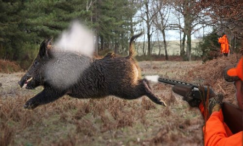 Legemlékezetesebb vaddisznó vadászati pillanatok (Best of wild boar hunting)