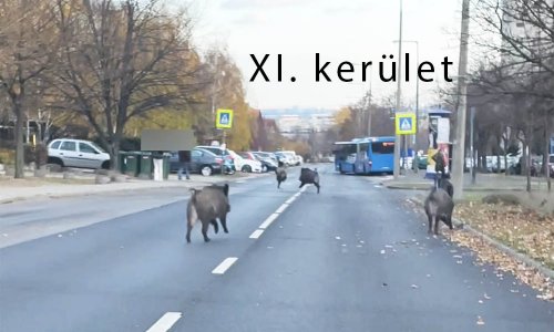 Egyre több a konfliktus a fővárosban rohangáló és kukázó vaddisznók miatt