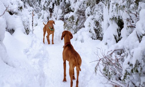 Nem csak mi, hanem kedvenceink imádnak a hóban játszani