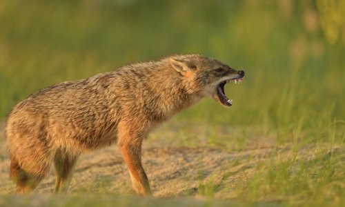 Nem nyerhetünk az aranysakál ellen?