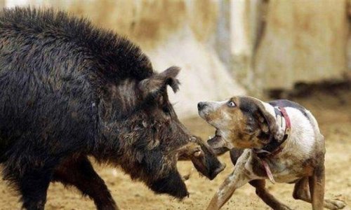 Nem mindennapi vaddisznó vadászati pillanatok a világból