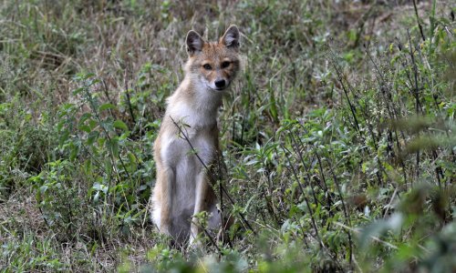 Lassan teljesen meghódítja a toportyánféreg Magyarországot… a ti területeteken hogy nevezitek ezt az állatot?