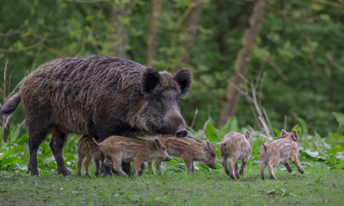 Az éhes vaddisznó koca és malacai semmit sem sejtve érkeztek falatozni…aztán jött a fordulat