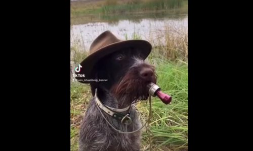 Azt tudtuk eddig is, hogy a német vizslákra mindig számíthatunk, de erre itt egy újabb példa…