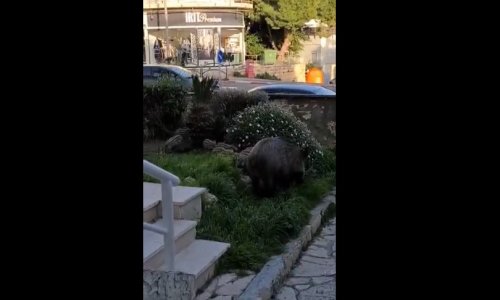 Nem kell már az erdőbe se menni… ez a vaddisznó koca és malacai megszerették a városi életet