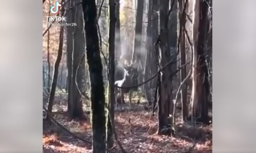 Az erdőben sétálva találkoztak szembe a szarvasbikával… csodás videót rögzítettek