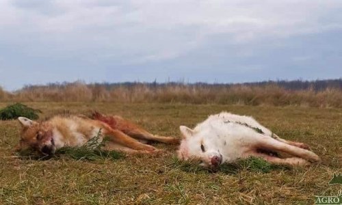 Nem mindennapi nádi farkast ejtettek el Szegeden…