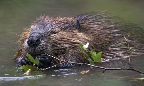 Egyre nagyobb a baj… Kezelhetetlenné vált a hódhelyzet az ország nyugati részében