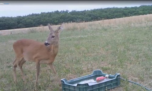 Ne feledkezzünk meg róluk! Nemsokára éppen aktuális lesz az itatók fontos szerepe