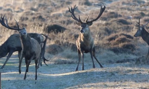 Ritkán látott pillanatok az erdő királyának életéből… így veszi el ékét, hogy újat növesszen