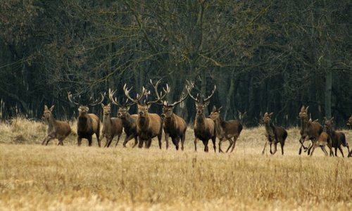 Gyönyörű látvány: Hatalmas szarvasrudlit vettek videóra: Autósokat körültekintő közlekedésre kérik a hatóságok!
